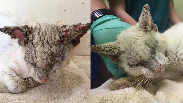 The Transformation Of This Poor Stray Is Proof That Miracles Are More Than Possible