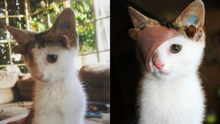 Four-Eared Cat With One Eye Defies All Odds And Finally Finds Happiness In Life