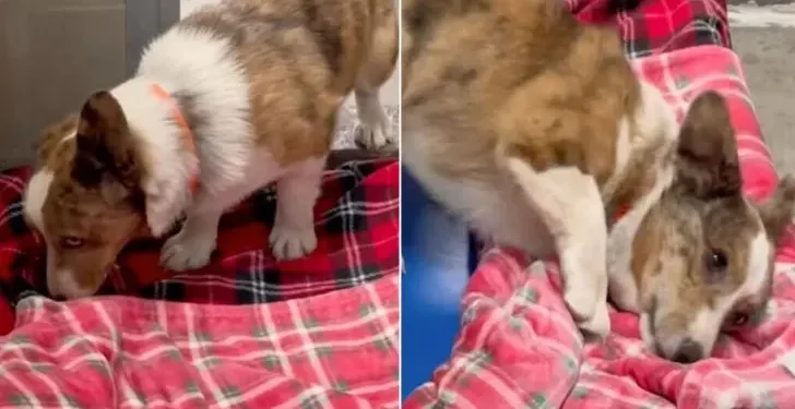 Shelter Dogs Feel the Comfort of a Soft Blanket for the First Time Ever