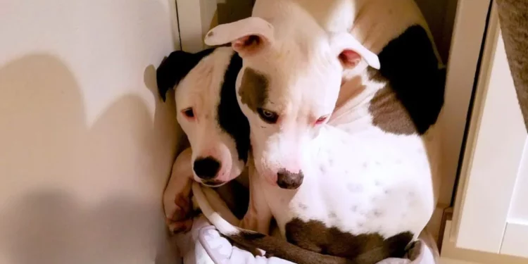 Saved Pit Bull Reunites With Long-Lost Sibling, Becoming Inseparable