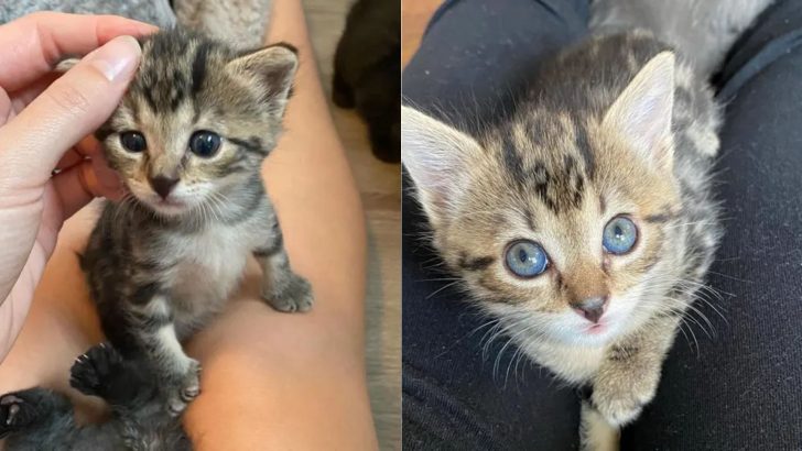 An Abandoned Litter Of Five Kittens Miraculously Survives Thanks To Virginia Shelter