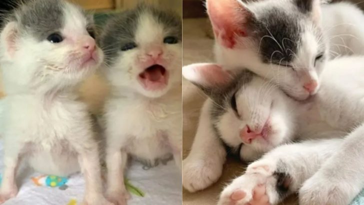 Twin Kittens Lived Rough Lives After Losing Their Mother But Showed Strong Will To Live