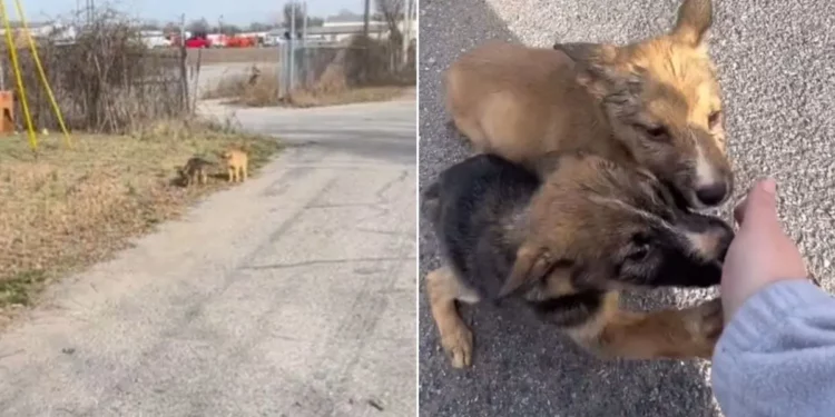 Compassionate Woman Halts Traffic to Rescue Two Boxed Puppies