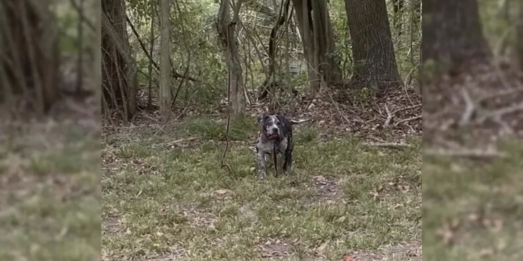 Rescue Team Devastated by Finding Sweet Dog Tied Behind Cemetery