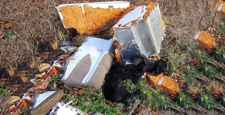 Helpers Found Two Hungry Puppies Near Trash and Chose to Help Them