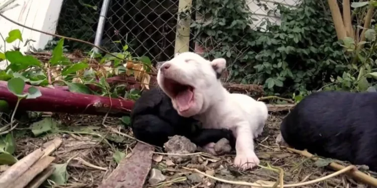 Team Saves Trapped Puppy as Concerned Mother Dog Barks On