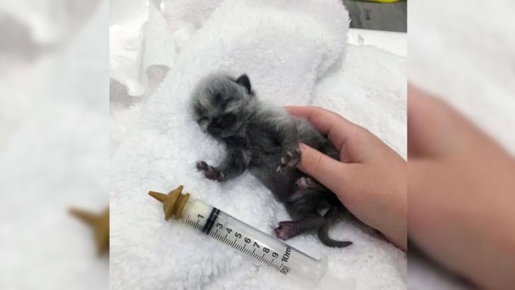 Rescuers Shocked To Find This Unique Kitten All Alone Abandoned On The Roadside