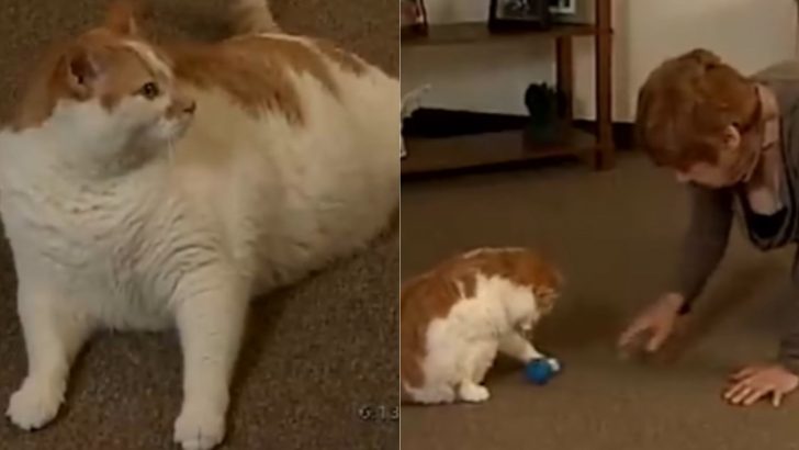 Brave Kitty Saves Her Owner From Heart Attack Proving How Truly Heroic Cats Can Be