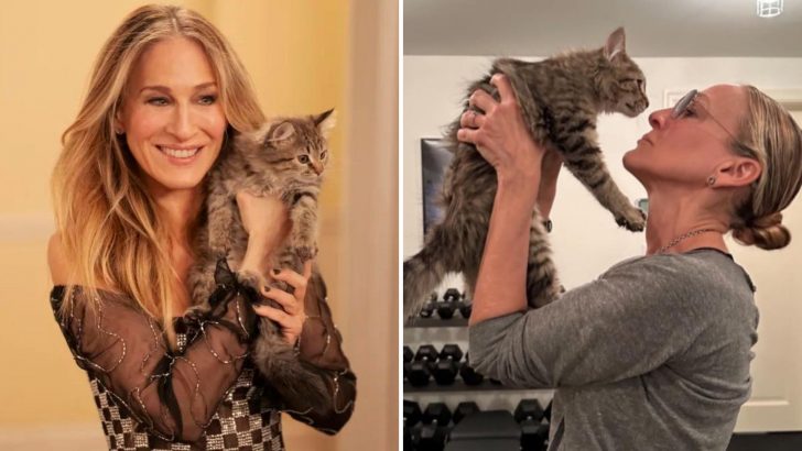 Sarah Jessica Parker Adopts The Kitten From Her Series ‘And Just Like That’