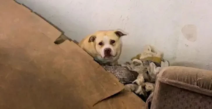 Dog Found in Abandoned House Transforms After Rescue