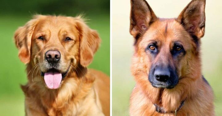 German Shepherds and Golden Retrievers Have Puppies – Such Magical Little Furry Babies