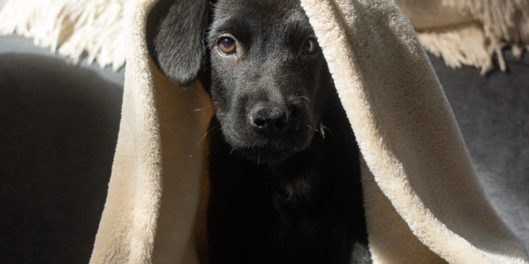 The Lab Report is Just in: How to Care for Your Labrador Puppy