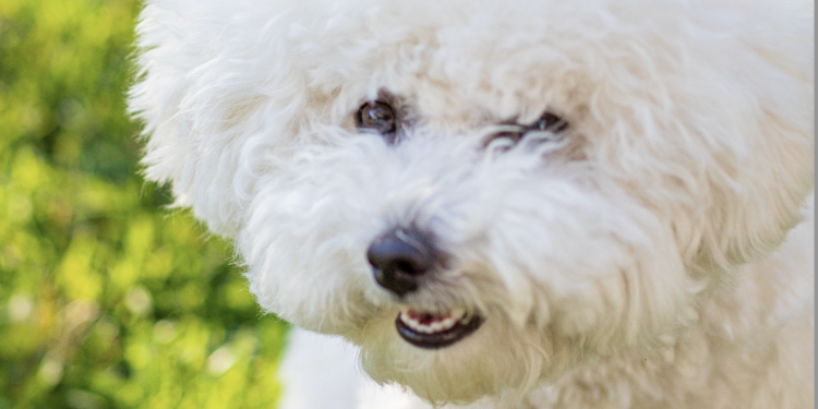 All About That Fluffy Life: The Path of a Healthy Bichon Frise Puppy