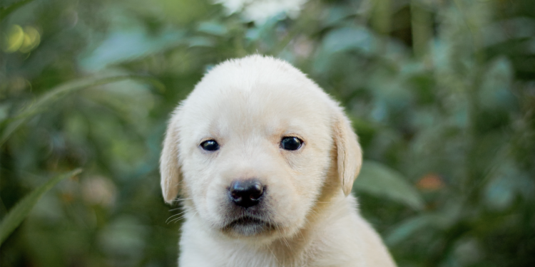 Labrador Retriever Origin: From Fisherman’s Friend to Beloved Companion