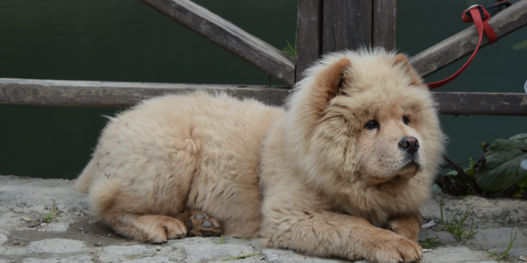 Chow Chow Puppy Care: Nurturing the Noble Lion Dog with Attention and Love