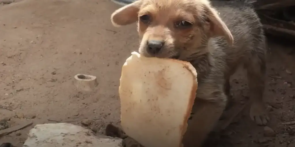 Emotional Video: Abandoned Puppy Breaks Down in Tears Over a Slice of Bread