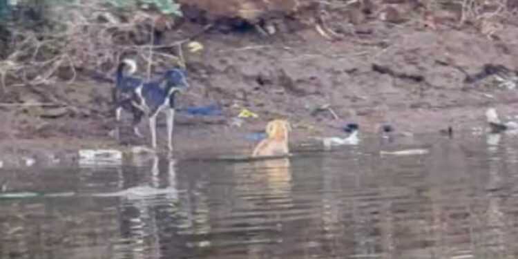 Dog Faces 3 Crocodiles in the Waters of Savitri River