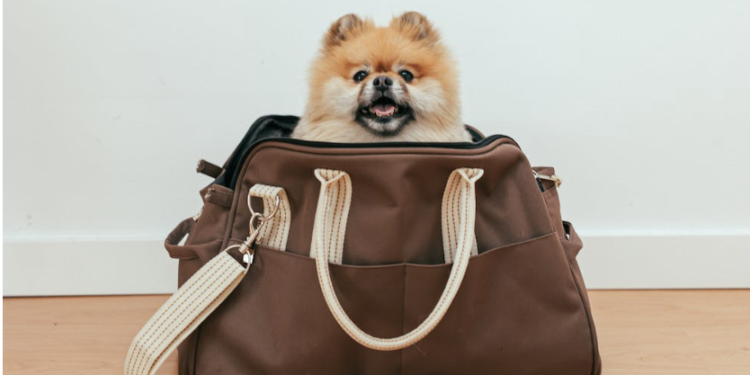 The Pomeranian: A Tiny Dynamo with a Dynamic Personality