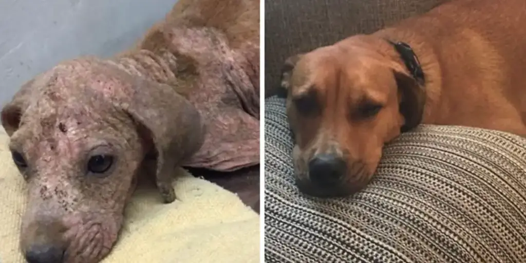 15 Dog Moments: Before & After Adoption Miracles