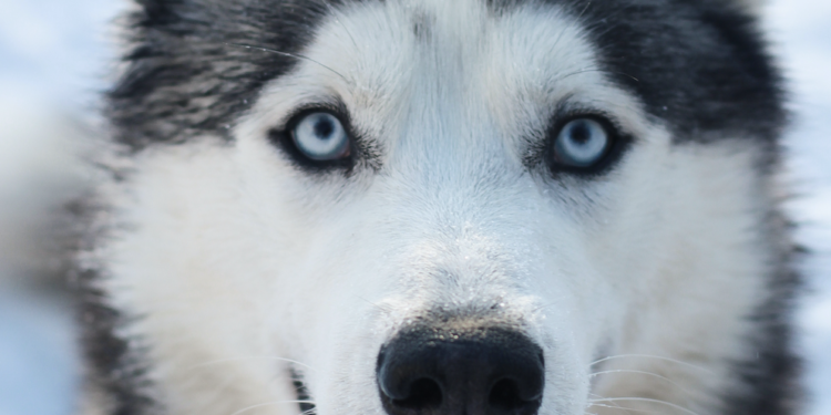 Discover the Siberian Husky: A Friendly, Furry Companion