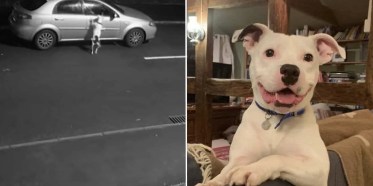 Pup Once Filmed Being Left Behind Beams in His New Home