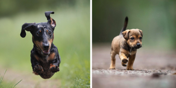 I Photographed Running Dogs and Captured Their Utterly Joyful Expressions