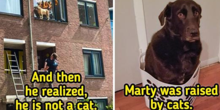 15 Animals Who Lost Track of Their True Identities