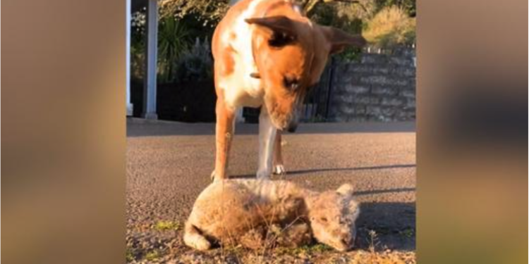 Dog Steps Up To ‘Adopt’ Heartbroken Lamb Rejected By Her Mom