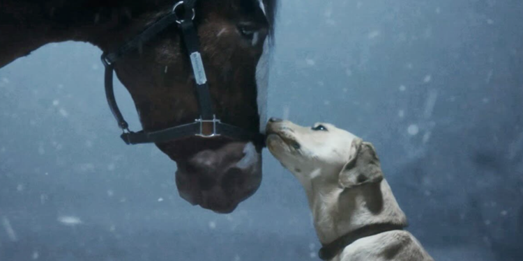 Budweiser Clydesdales Make a Majestic Comeback at Super Bowl 2024