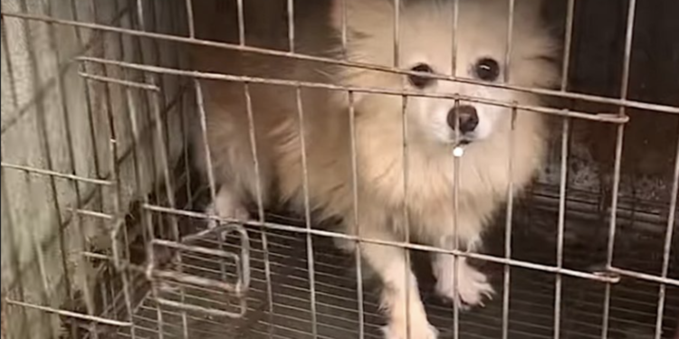 Neglected Dog Caged for Two Years Receives Pampering Spa Day to Erase Signs of Past Neglect