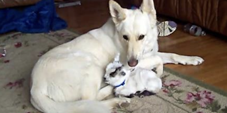 The Baby Goat Thinks That This German Shepherd Is Her Mama