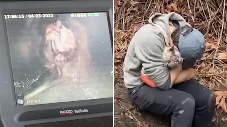 Seattle Cat Found Trapped In A Storm Drain After Mysteriously Disappearing From His Family Home