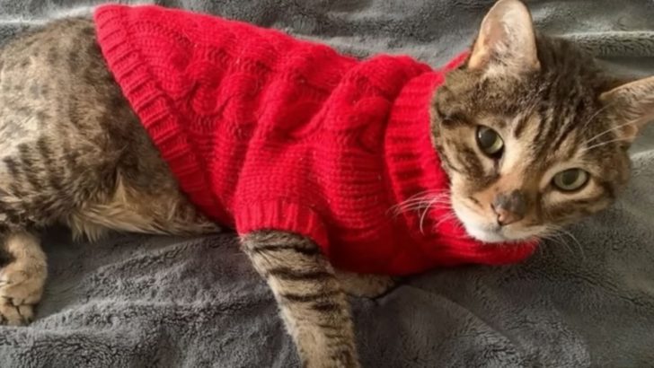 Senior Cat Loves His Sweater So Much That He Cries Every Time It Comes Off