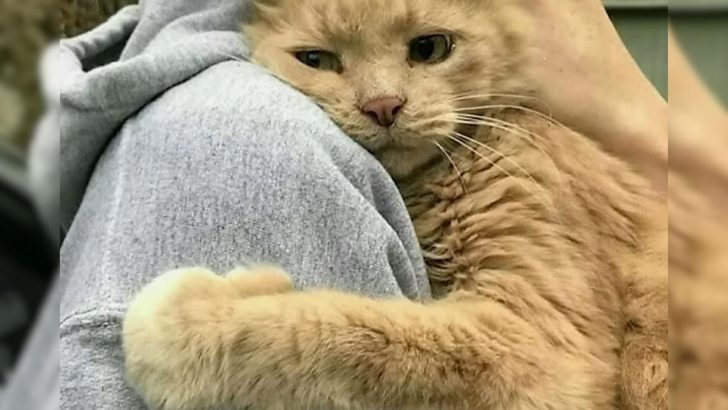 Senior Cat’s 7-Year Disappearance Ends In Heartwarming Reunion With His Beloved Owner