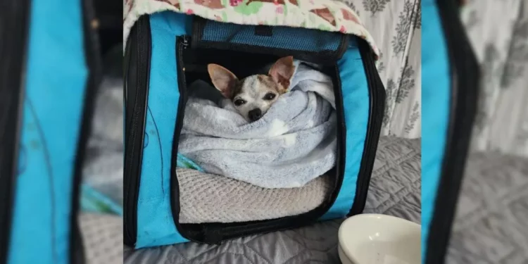 Senior Chihuahua Left At Shelter Due to Jealous Dog Finds Loving Home