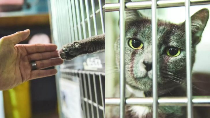 Shelter Cat Stretches Her Paw Out To A Visitor For The Most Heartbreaking Reason