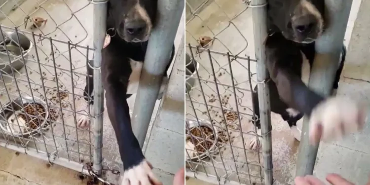 A Shelter Dog Tries To Hold Hands With People Walking By Hoping They Will Take Him Home.