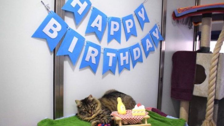 Shelter Organizes A Birthday Party For A Tabby Cat Hoping To Find Her A Home But No One Comes