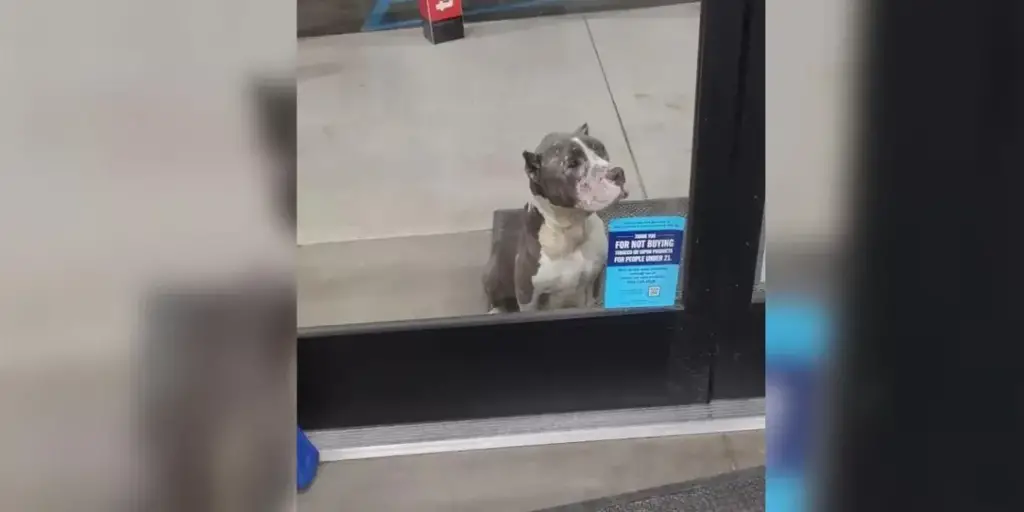 Shoppers Touched by the Sight of a Sad Dog Seeking Help at the Store Entrance