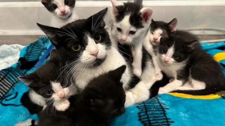 Protective Mama Cat Rescued From Kansas Calms Down After Realizing Her Babies Are Safe