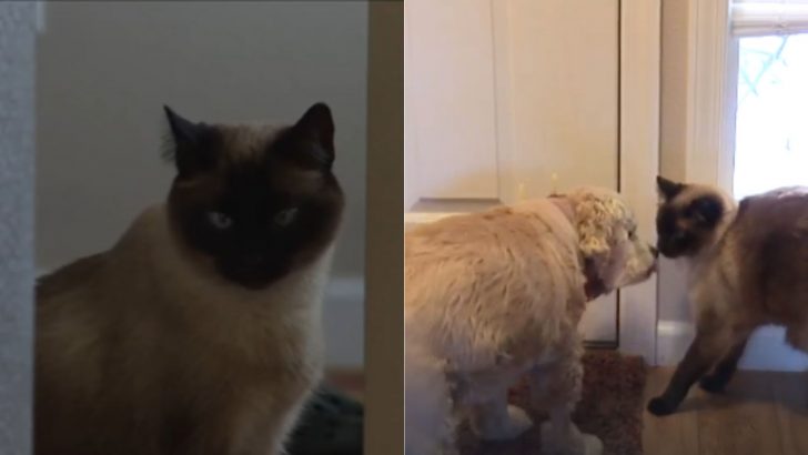 Brave Siamese Cat Saves Her Sibling Pup After He Gets Brutally Attacked By Another Dog