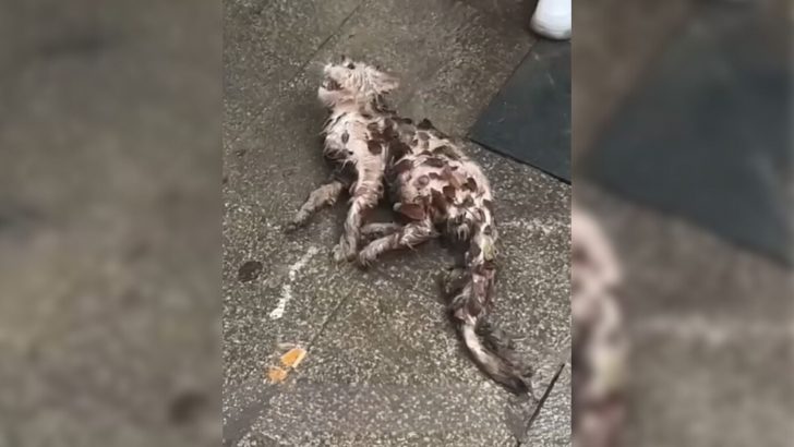 Sick Stray Cat Lying Motionless On The Street Gets A Chance For A New Beginning