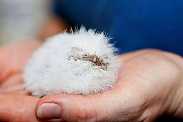 25 Adorable Frog Chicks