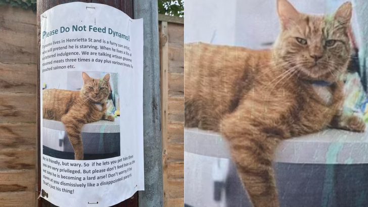 Cat Fakes He’s Starving To Score Free Food But Watch What His Owner Does