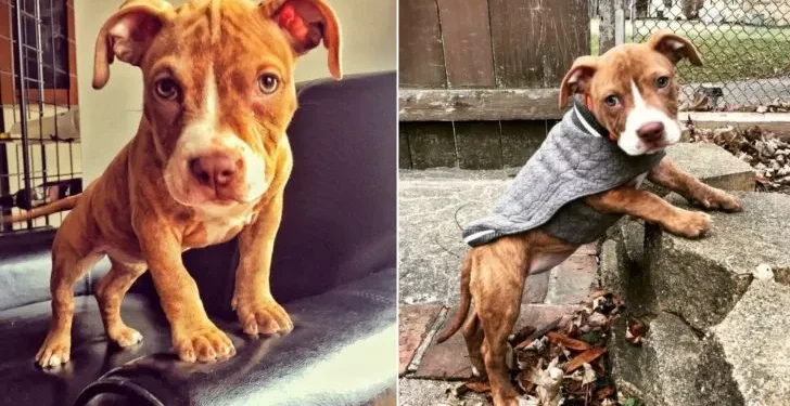 Hungry Pit Bull Puppy Facing His Last Days Transforms Into The Most Loving Dog