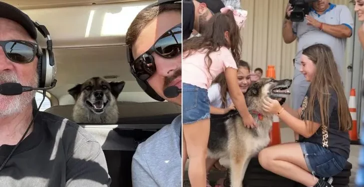 Years After Being Taken, Dog Travels 600 Miles to Reconnect with Its Human Family