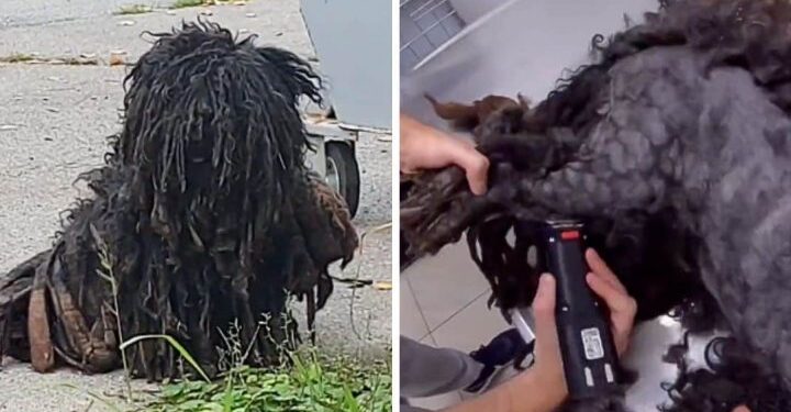 Rescued Dog Gets a Remarkable Transformation After a Haircut