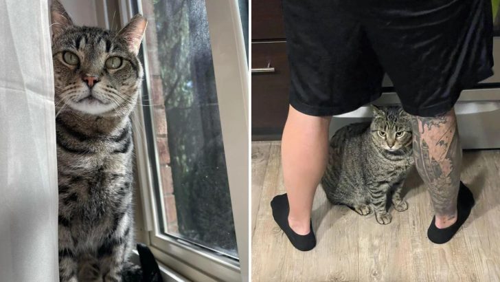 After Years Of Outdoor Survival, This Jersey Cat Finally Finds His Way To A Fur-Ever Family