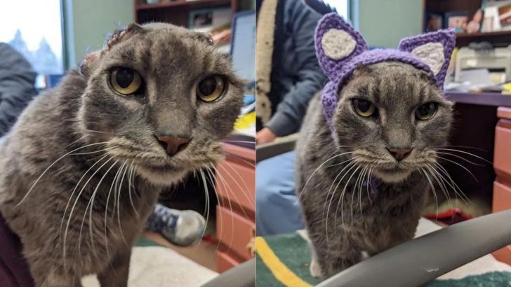 Earless Cat Finds Her Forever Home Thanks To A Creative Woman And Her Brilliant Idea