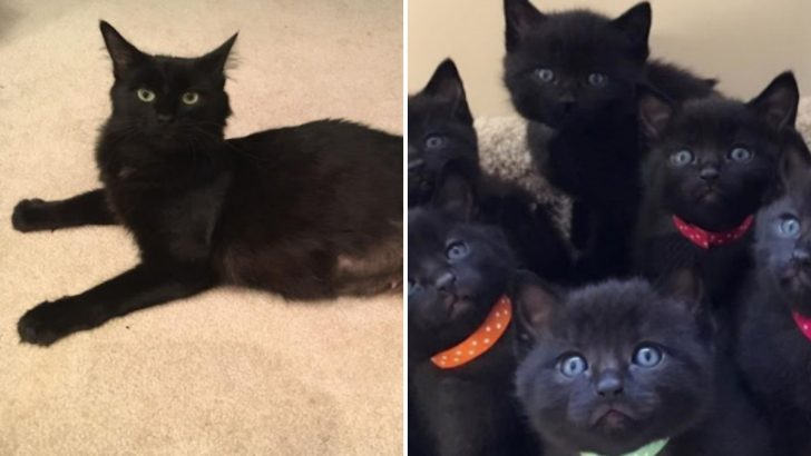 Beautiful Black Stray Cat Saved From The Cold Had Six Furry Surprises For Her Rescuers